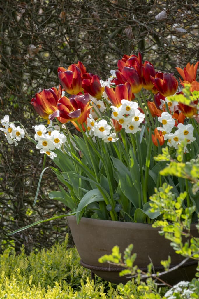 Tulip Amber Glow and Narcissus Geranium flowering together in a clay bowl planter