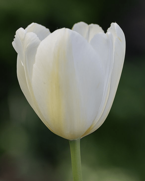 Tulip City of Vancouver, an ivory white tulip with a primrose blush