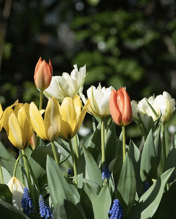 Peter Nyssen Citrus Tulip Collection of yellow, orange and white tulips with blue muscari