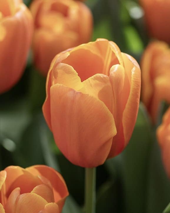 Tulip Triple A, an orange Darwin hybrid tulip edged in golden yellow