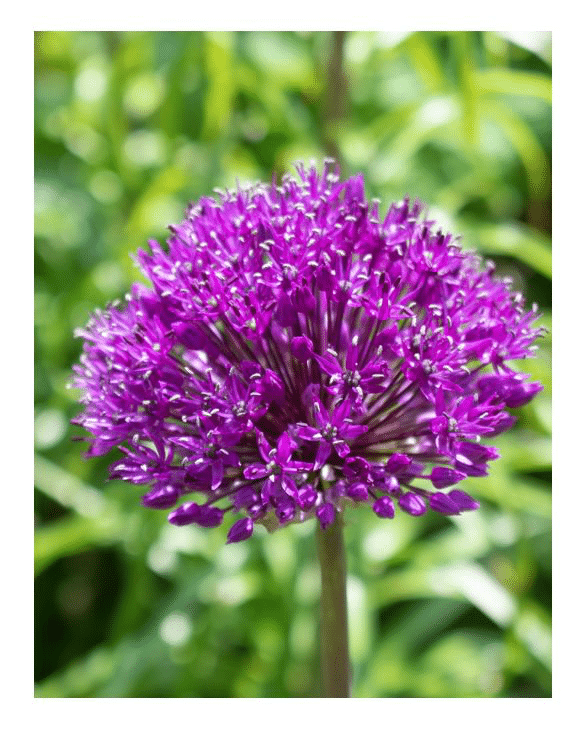 Allium Purple Sensation with violet-purple globe flower heads, a bee-friendly spring bulb for late spring borders