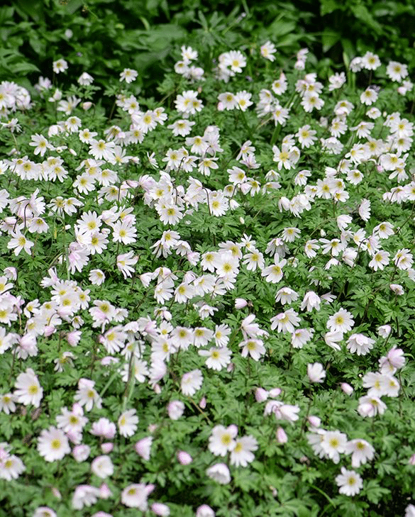 Wood anemones carpeting the ground with white and pale pink flowers, a spring bulb for shade under trees