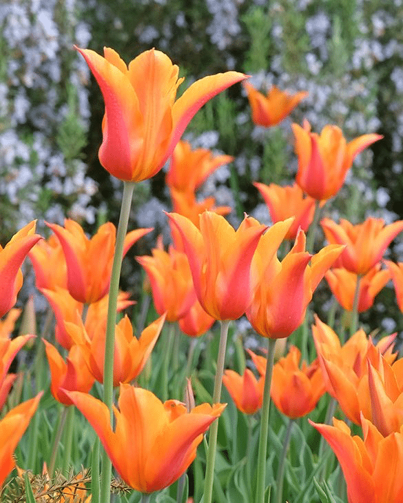 Tulip Ballerina with pointed, lily-flowered orange petals, a fragrant spring bulb for pots