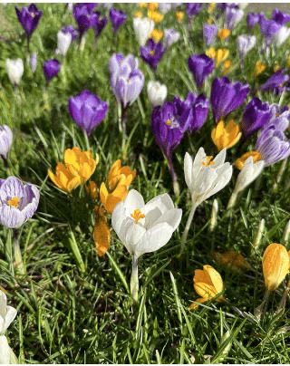 Dutch crocus mixture in purple, white, yellow and striped lilac flowering in spring grass