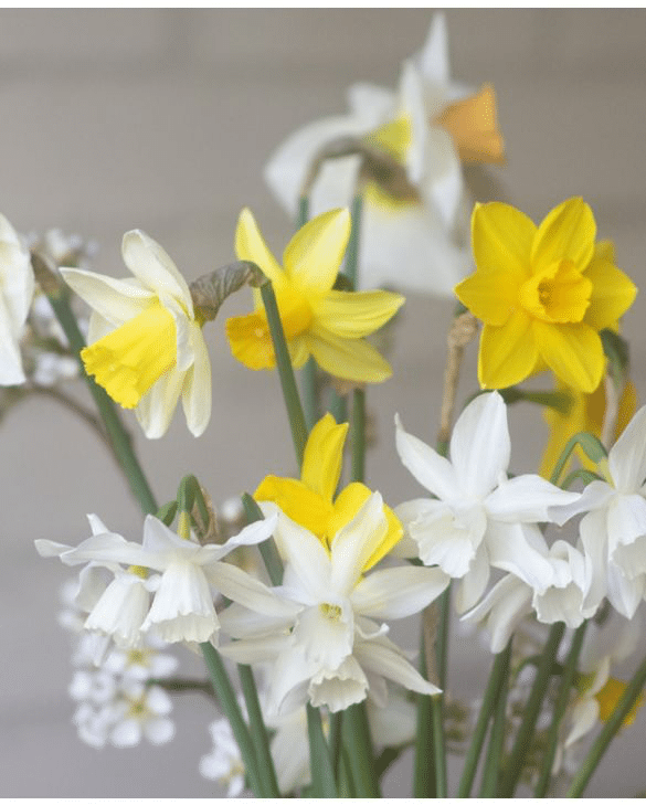 Miniature daffodils and narcissus mixture in yellow and white, spring bulbs for pots and borders
