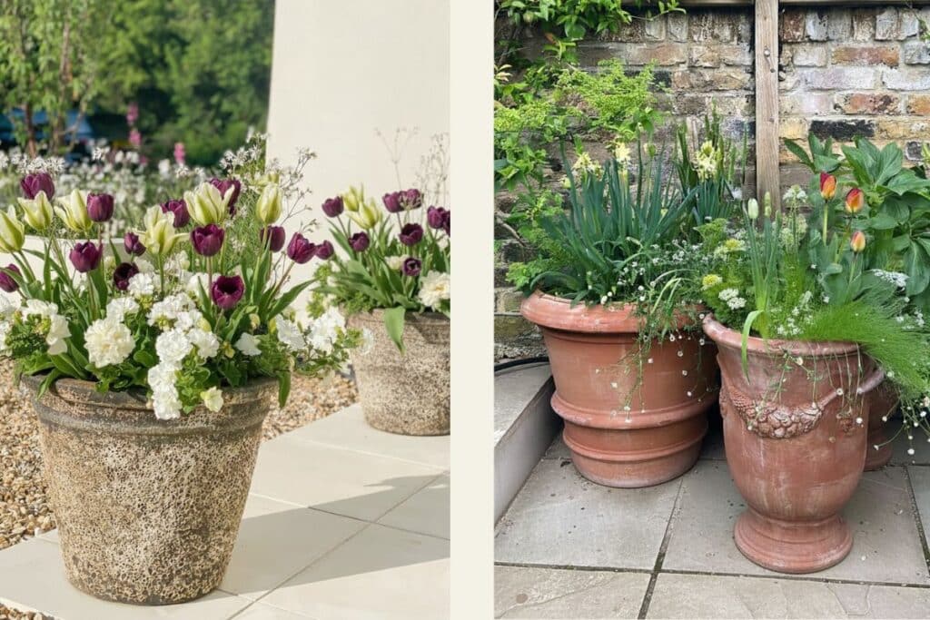 Two spring bulb container displays: plum and green-white tulips with white bedding in stone pots, and narcissi with orange tulips in terracotta urns