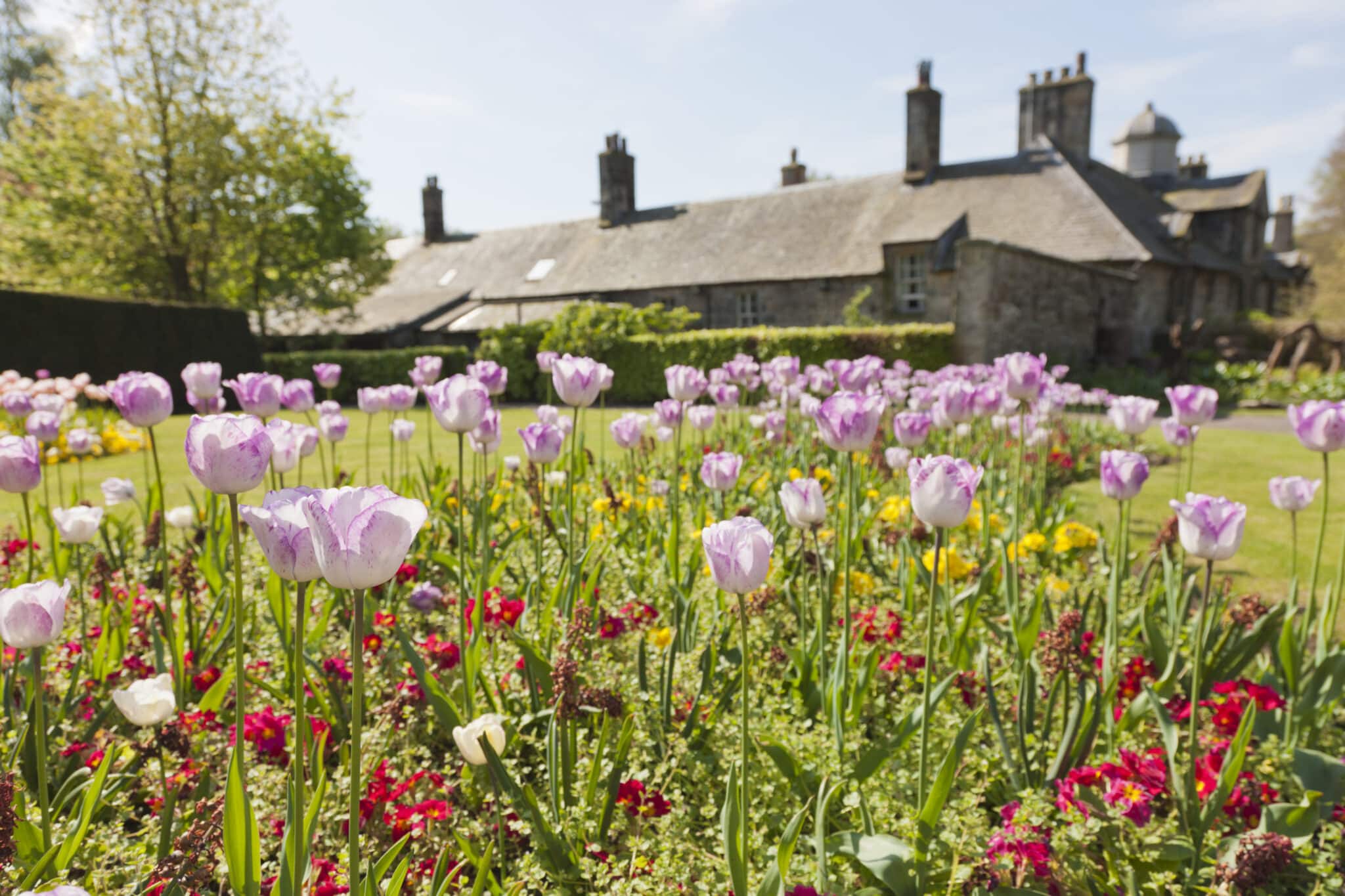 Spring bulbs in flower, tulips planted in drifts in front of a stone country house