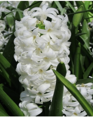 White hyacinth Carnegie with dense, fragrant flower spikes, a classic spring bulb for borders and pots