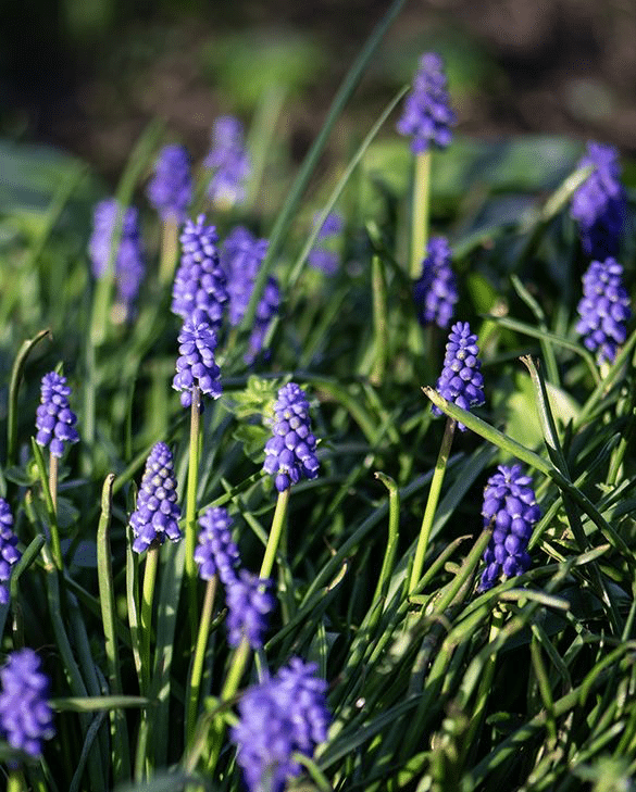 Muscari armeniacum grape hyacinths with cobalt blue flower spikes, spring bulbs for pots