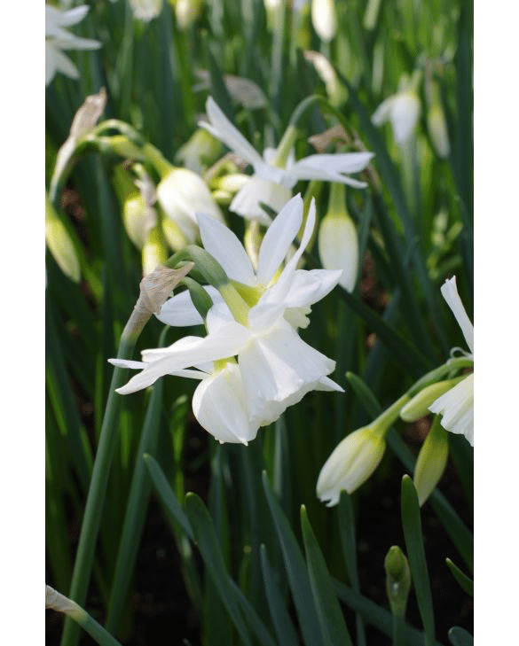 Narcissus Thalia with nodding snow-white flowers, an heirloom spring bulb for terracotta pots