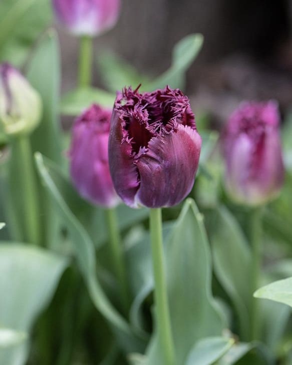 Tulip Purple Crystal with fringed burgundy-purple petals, a spring bulb for pots