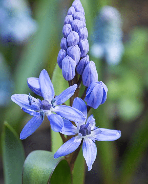 Scilla bifolia with starry violet-blue flowers, a blue spring bulb for naturalising under trees
