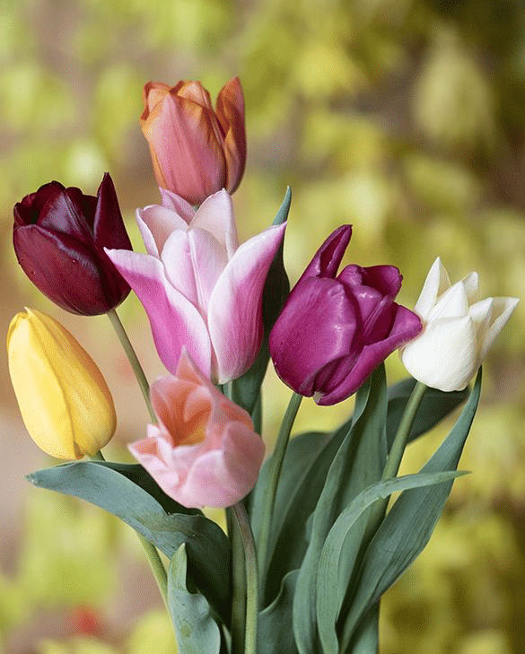 Peter Nyssen Tulip Flower Mix of pink, purple, burgundy, peach, yellow and white spring bulbs