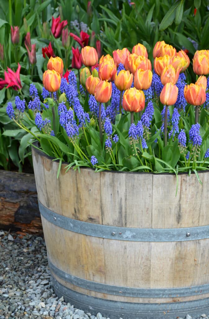 Spring bulbs whiskey barrel