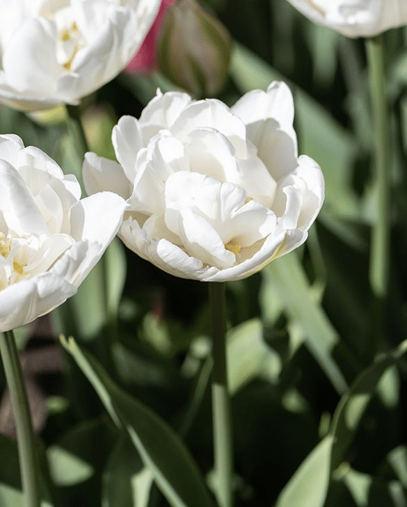 Tulip Mount Tacoma with full ivory-white peony-form double flowers