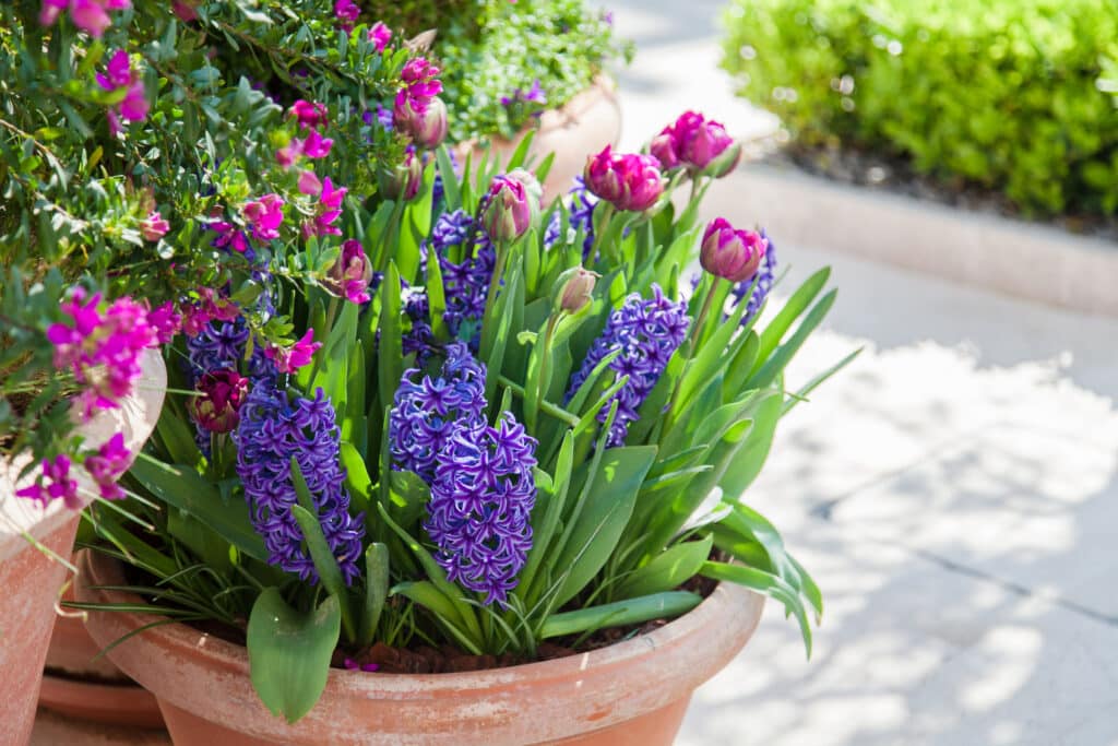 Terracotta pot of purple hyacinths and pink tulips on a sunny path